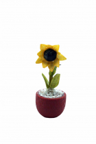 Sonnenblume im Topf 3441