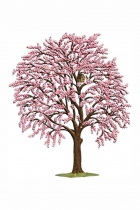 Details-Blütenbaum rosa - Zinn